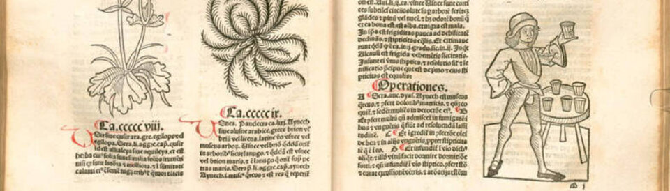 Ausschnitt aus dem "hortus sanitatis" Garten der Gesundheit, ein lateinisches Kräuterbuch, das 1491 in Mainz von Jacob Meydenbach erstmals gedruckt wurde.